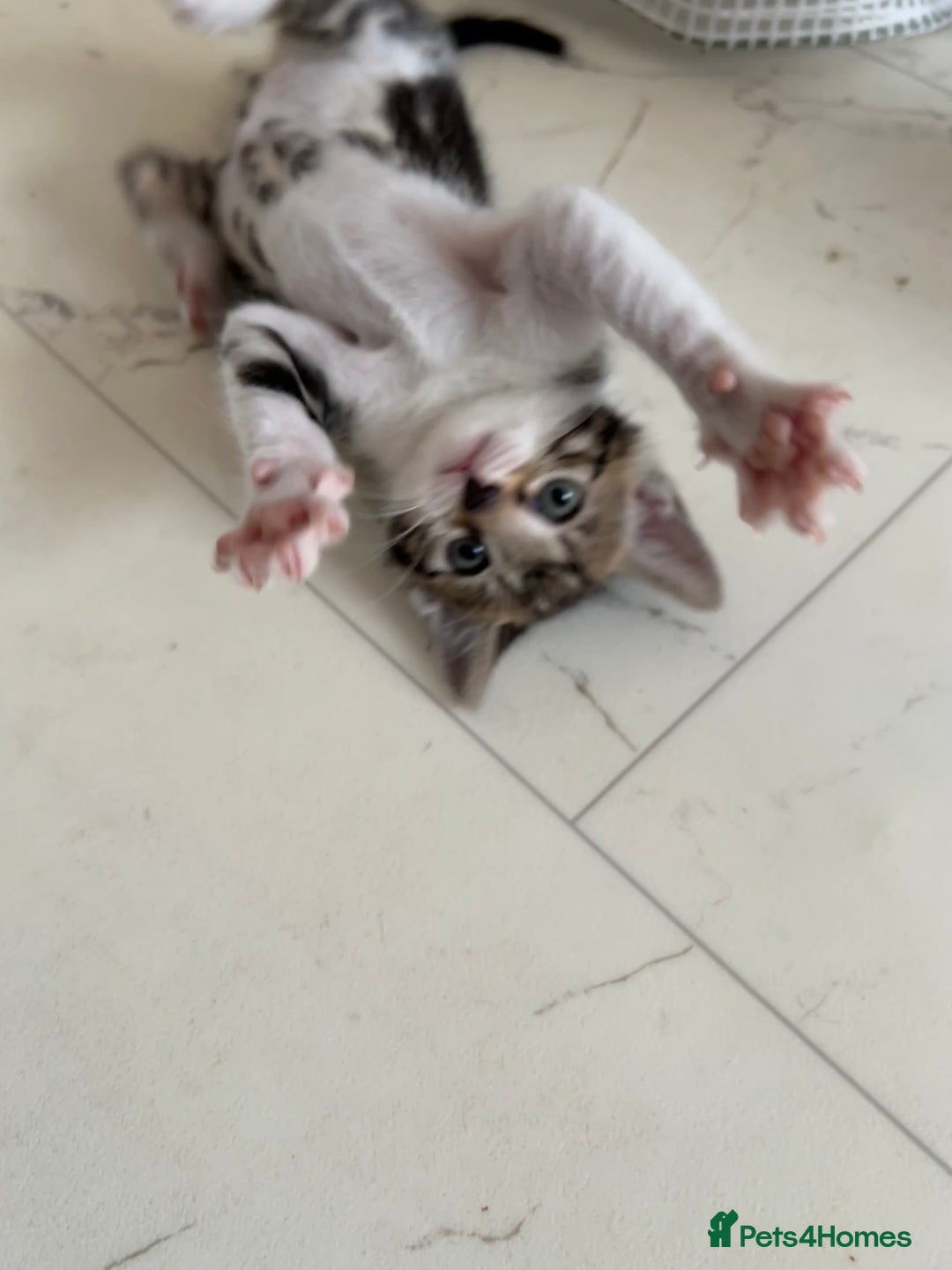Bengal cats for sale: Bengal X Kittens - Image 27