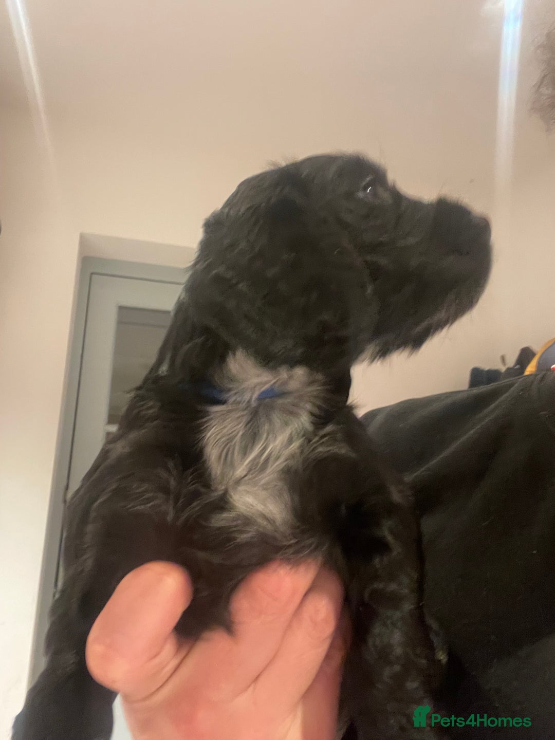 Cocker Spaniel dogs for sale: 2 working cocker puppies  - Advert 19