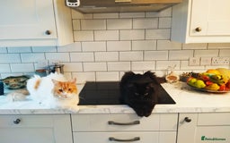 Mixed Breed cats for adoption: IDEAL **HANDSOME BONDED NEUTERED PAIR  - Image 8