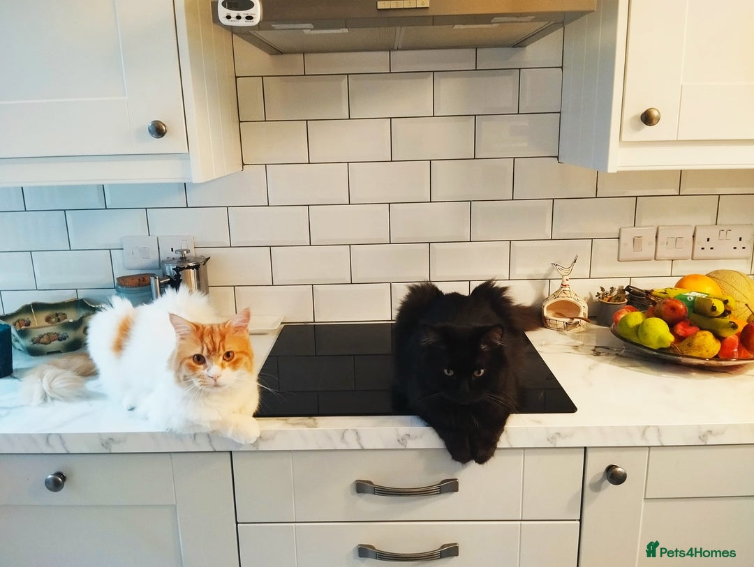 Mixed Breed cats for adoption: IDEAL **HANDSOME BONDED NEUTERED PAIR  - Image 8