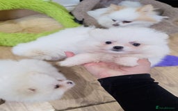 Pomeranian dogs for sale: Pomeranians of the original breed  - Image 5
