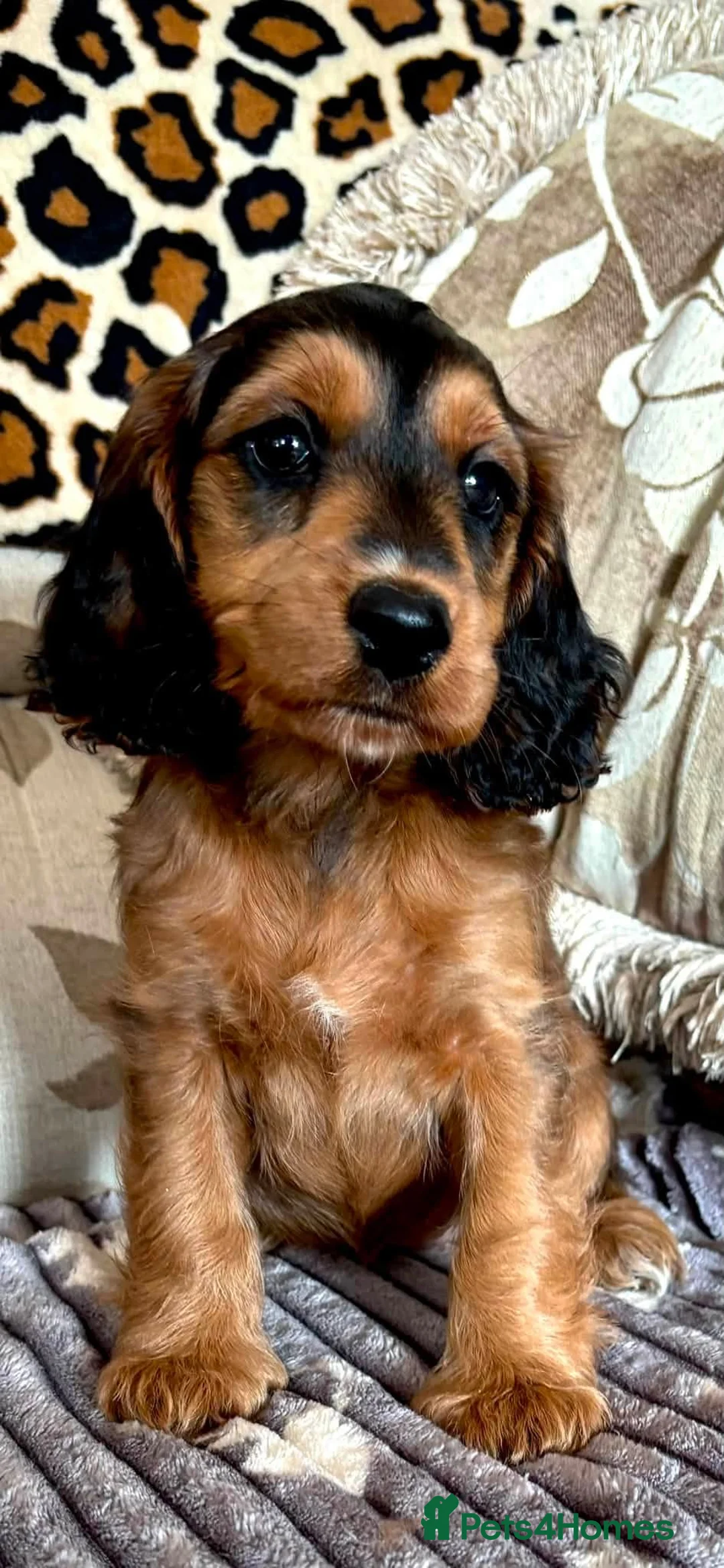 Cockapoo dogs for sale: Roxy Special F1b Cockapoo - Ready Now - Advert 2
