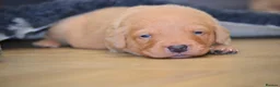Labrador Retriever dogs for sale: Chunky Fox Red Labrador Puppies  - Advert 13