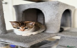 Mixed Breed cats for sale: 🐾 Adorable Kittens Looking for Loving Homes! 🐾 - Image 20