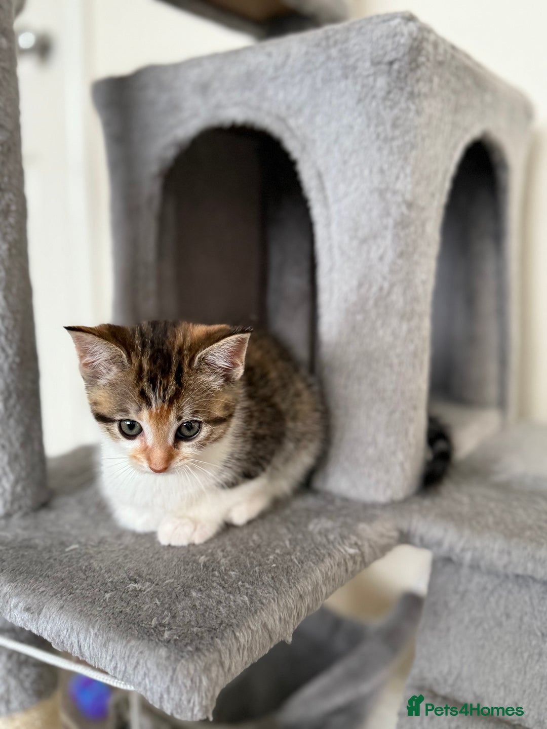 Mixed Breed cats for sale: 🐾 Adorable Kittens Looking for Loving Homes! 🐾 - Image 20