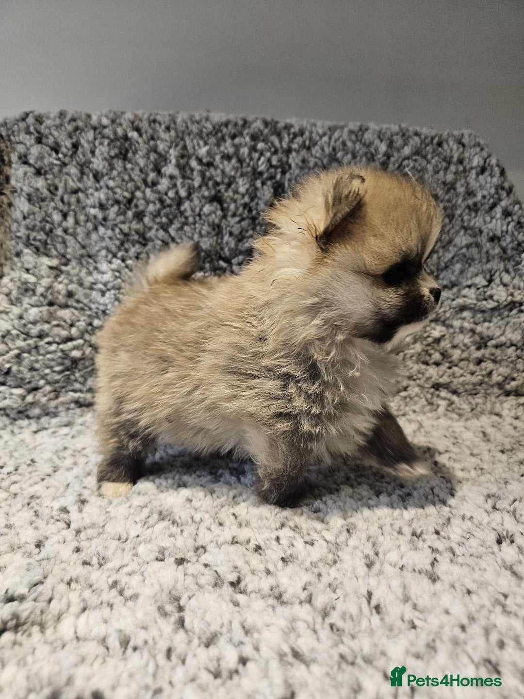 Pomeranian dogs for sale: Adorable mini Pomeranian ❤ - Advert 17