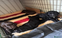 Cocker Spaniel dogs for sale: Fun & affectionate cocker spaniels ready 21st Aug - Image 4
