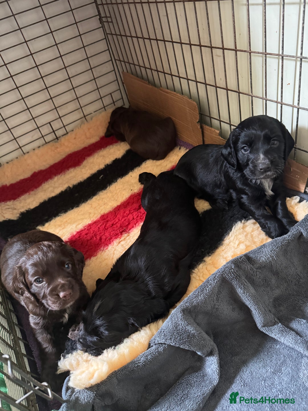 Cocker Spaniel dogs for sale: Fun & affectionate cocker spaniels ready 21st Aug - Image 4