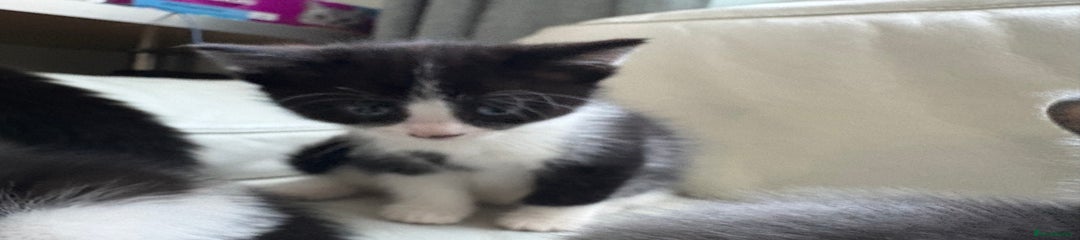 Mixed Breed Kitten 3