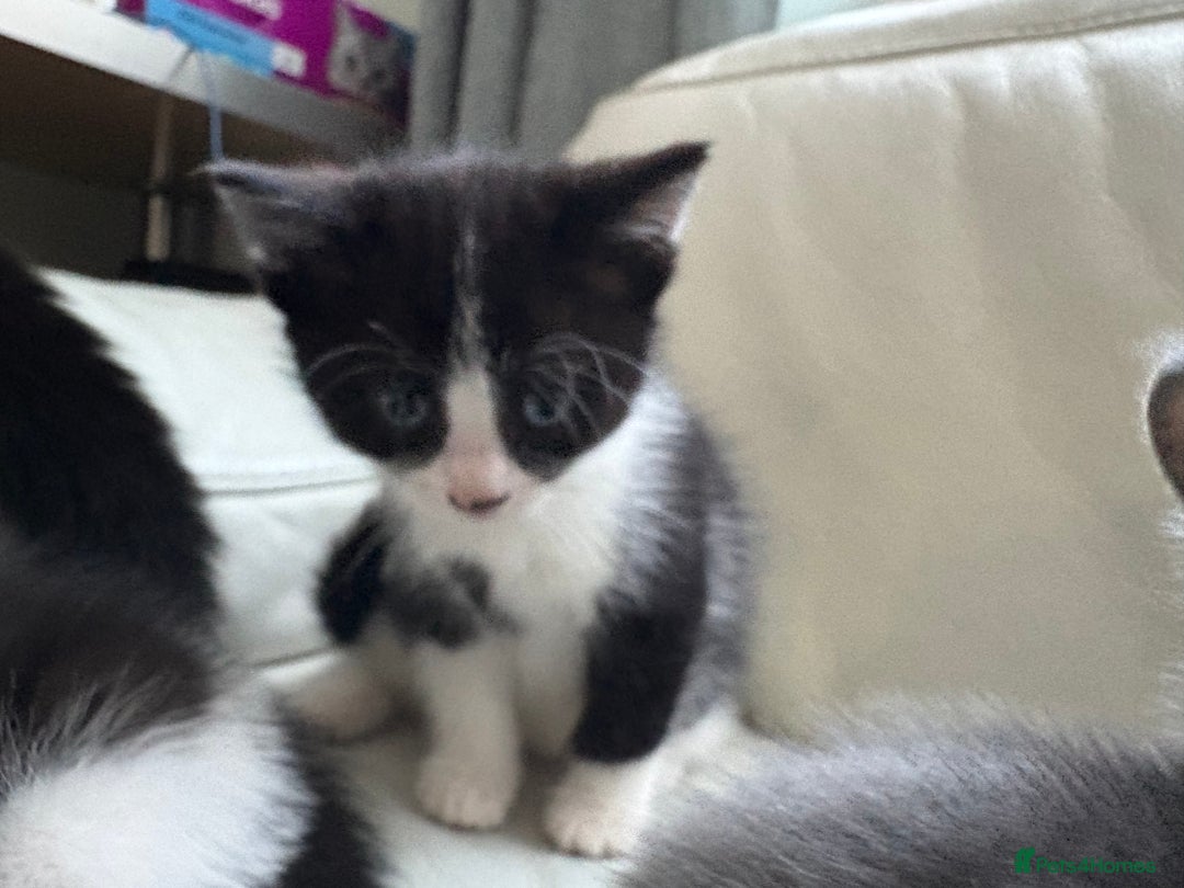 Mixed Breed cats for sale: Kittens for sale - Image 7