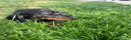 Dachshund dogs for sale: 7 beautiful Dachshunds  - Advert 2