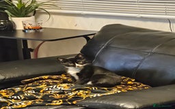 Mixed Breed cats for sale: 2 x Kittens ** urgently need rehoming**  - Image 4