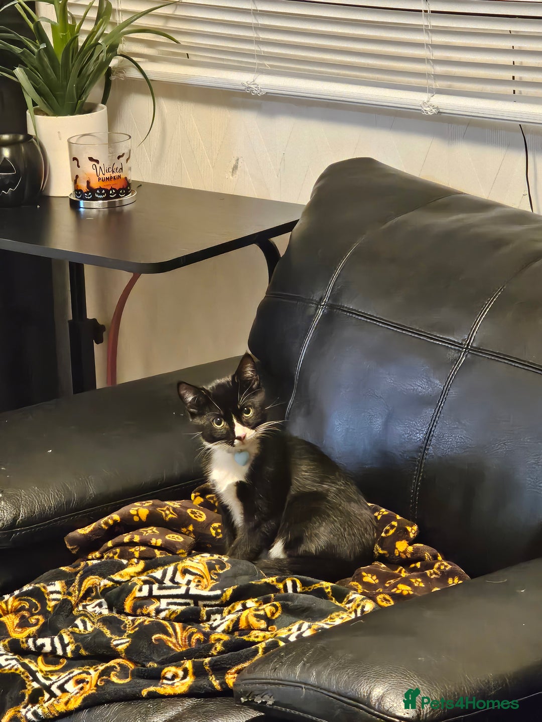 Mixed Breed cats for sale: 2 x Kittens ** urgently need rehoming**  - Image 4