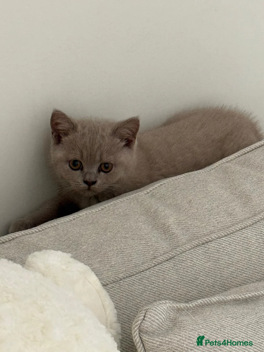 British Shorthair cats for sale: British shorthair beautiful lilac kitten  - Advert 3