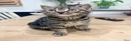 Mixed Breed cats for sale: Beautiful fluffy kittens  - Advert 6