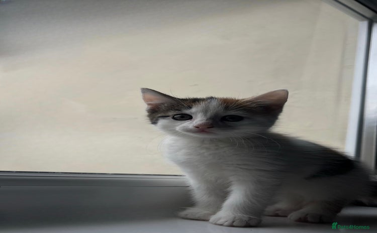 Domestic Shorthair cats - Advert 1