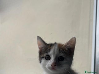 Domestic Shorthair cats - Advert 5