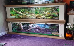 Boa Snake reptiles for sale: Hog Island boa and full double level custom set up - Image 6