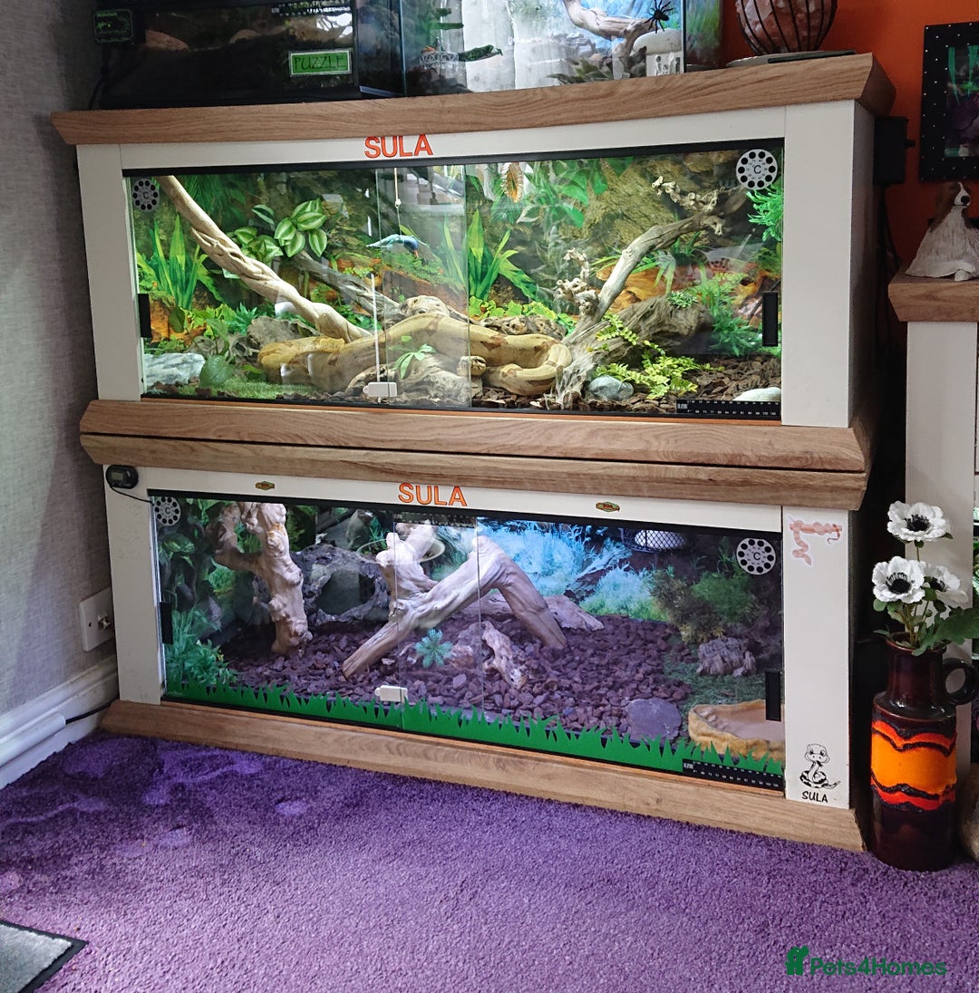 Boa Snake reptiles for sale: Hog Island boa and full double level custom set up - Image 6