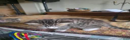 British Shorthair cats for sale: Golden Tabby British shorthair - Advert 6