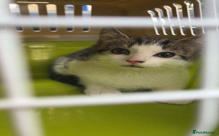 Domestic Shorthair cats - Advert 3