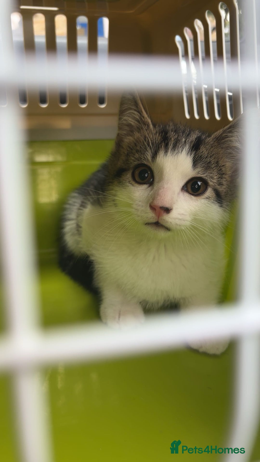 Domestic Shorthair cats for sale: 12 week old kitten - Image 1