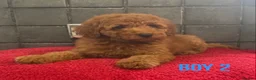 Miniature Poodle dogs for sale: Stunning Fox Red Minature Poodle Pups  - Advert 10