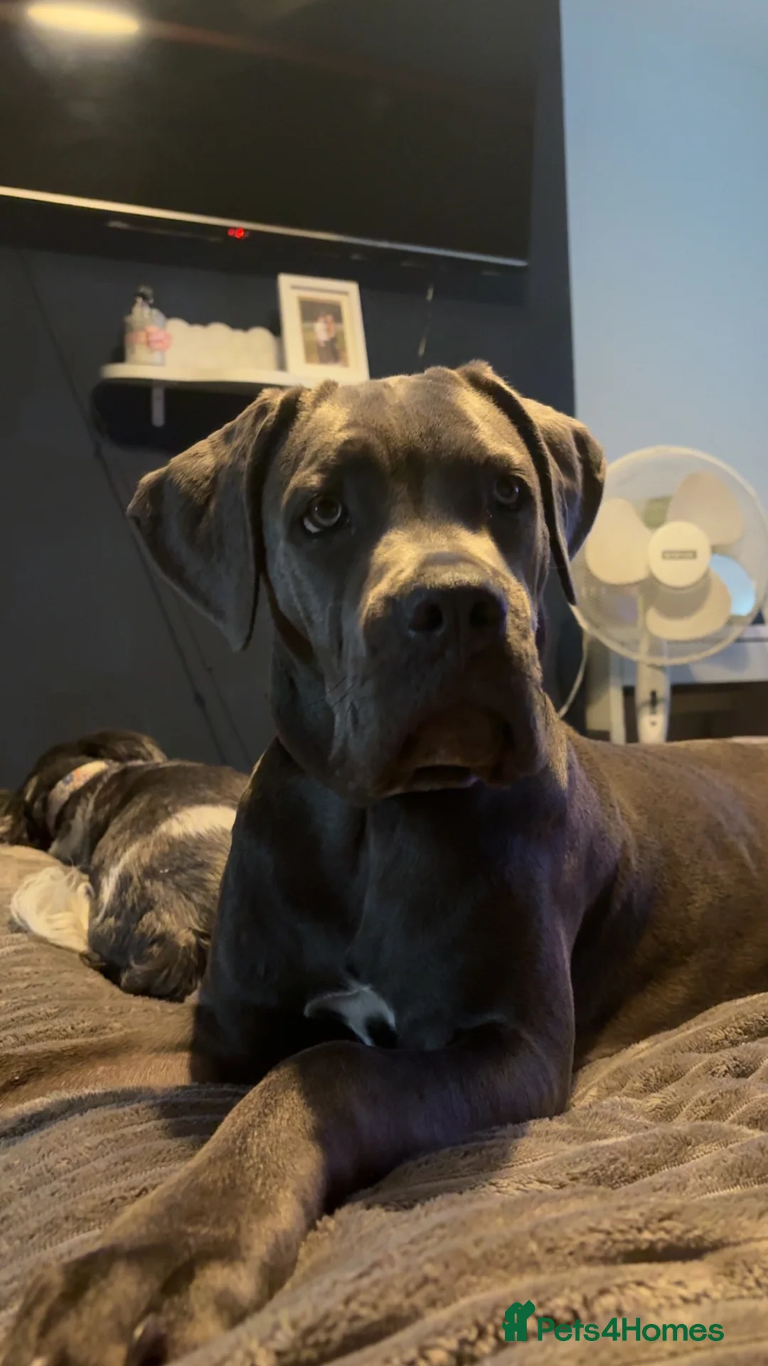 Cane Corso dogs for sale: Cane Corso Female - Advert 7