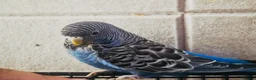 Budgerigars birds for sale: Rare Blackface Split Hago Budgies Available - Advert 3