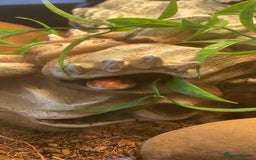 Corn Snake reptiles for sale: Corn snakes for sale - Image 7