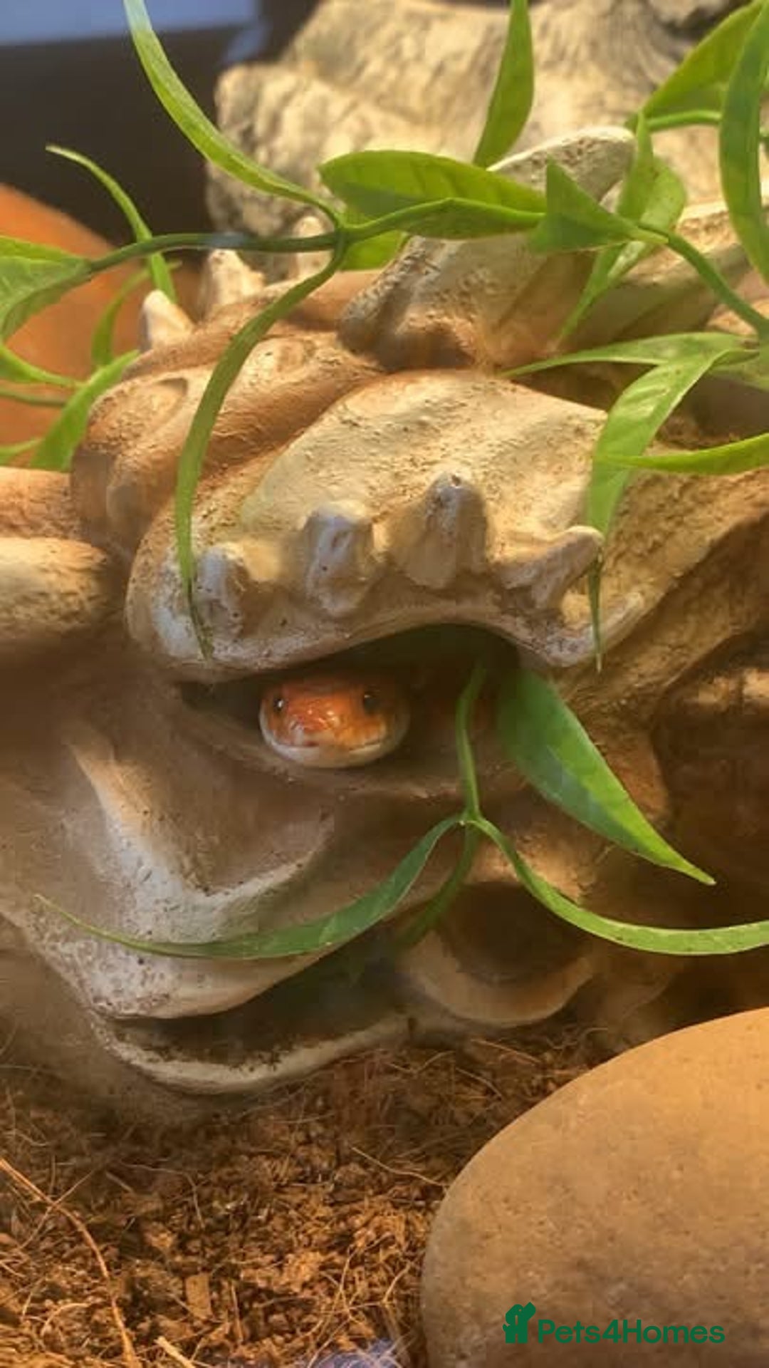 Corn Snake reptiles for sale: Corn snakes for sale - Image 7