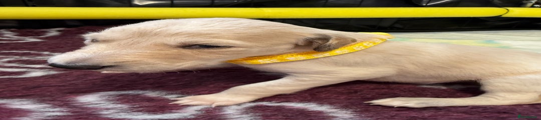 Saluki Puppy 3