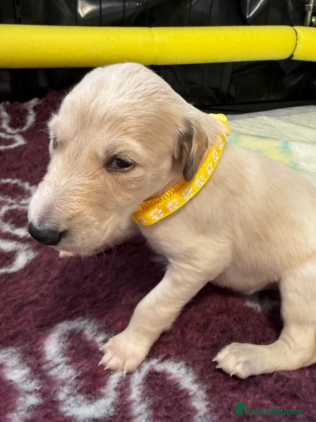 Saluki dogs for sale: Beautiful Saluki (new updated photos)  - Image 29