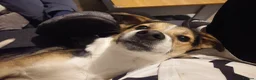 Mixed Breed dogs for stud: Stud Border Collie x Jack Russel  in Watlington - Advert 17