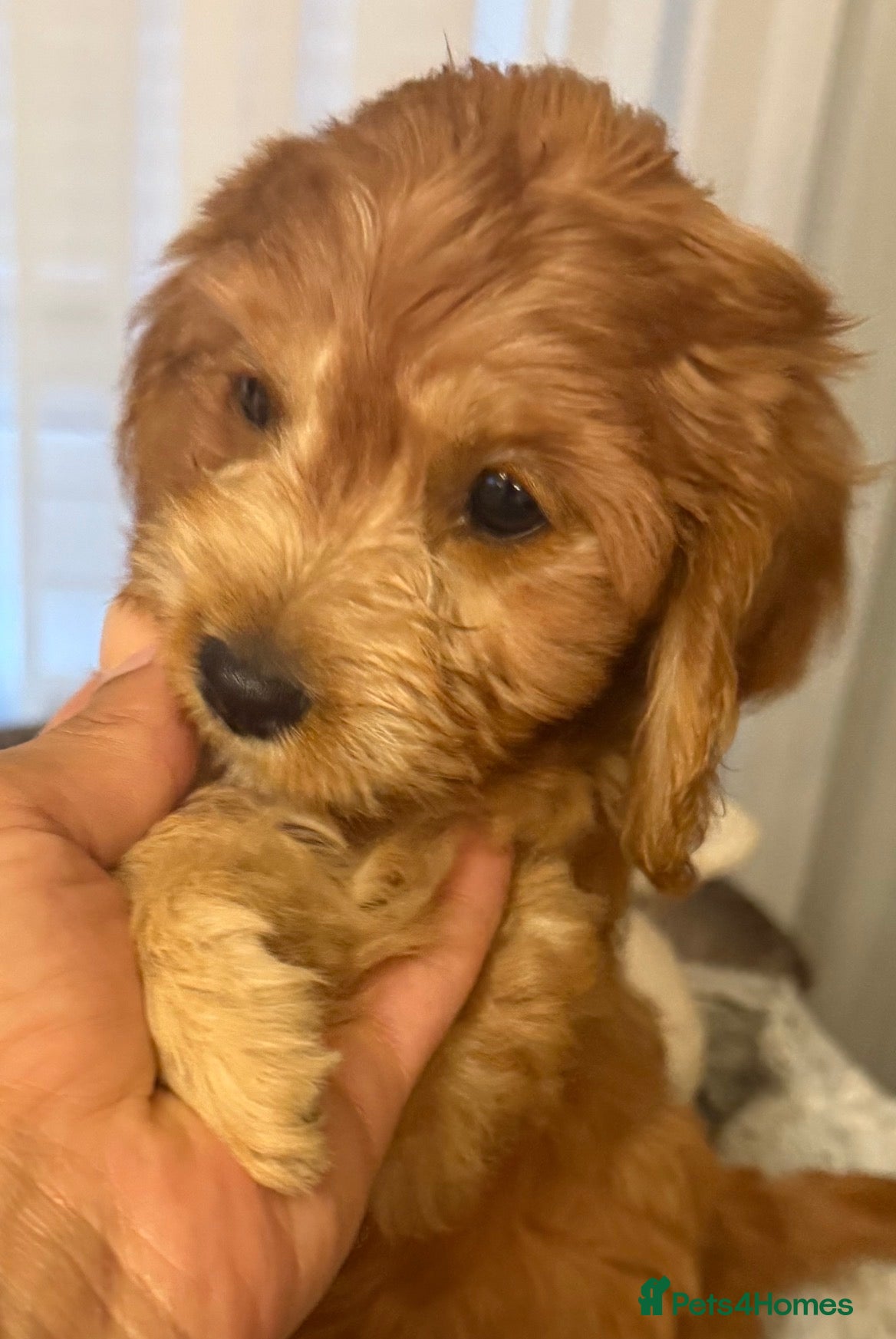 Toy Poodle dogs 5 star Tiny Toy Poodles puppies 🐶 raised with ❣️ - Advert 2