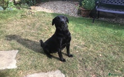 Labrador Retriever dogs for sale: Field Trial Bred Labrador Dog Puppies - Image 3