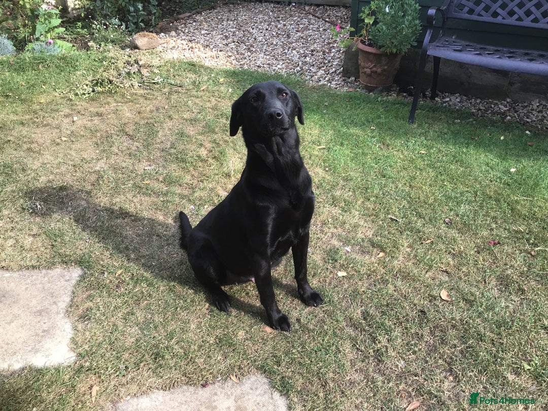 Labrador Retriever dogs for sale: Field Trial Bred Labrador Dog Puppies - Image 3