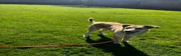 Golden Retriever dogs for adoption: 💛 HONEY — A Gentle Girl  - Advert 4