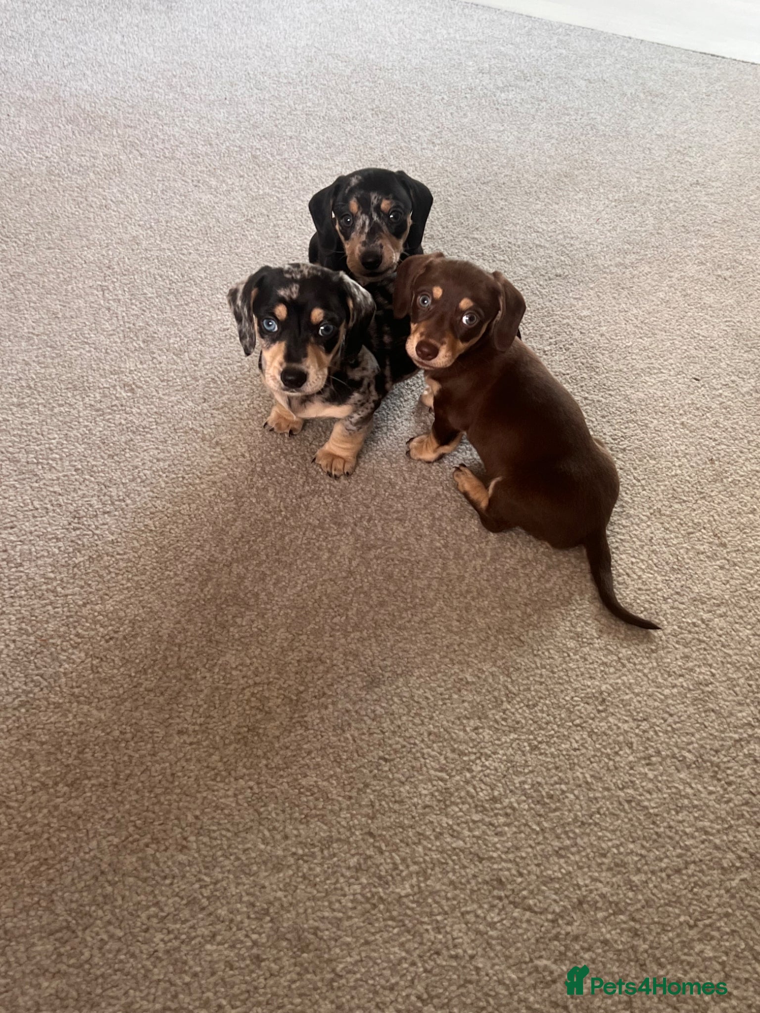 Miniature Dachshund dogs KC registered miniature dachshunds REDUCED - Advert 16