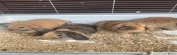 Mini Lop rabbits for sale: Beautiful Mini Lop Bunnies  - Advert 4