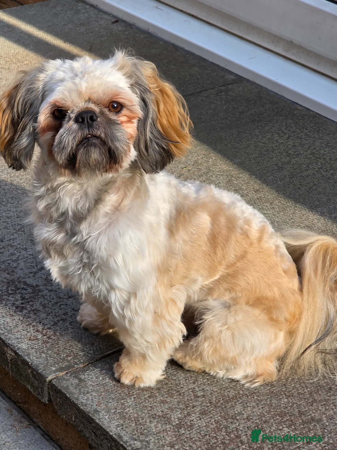 Shih Tzu dogs for stud: KC registered Shih Tzu for stud - Advert 6