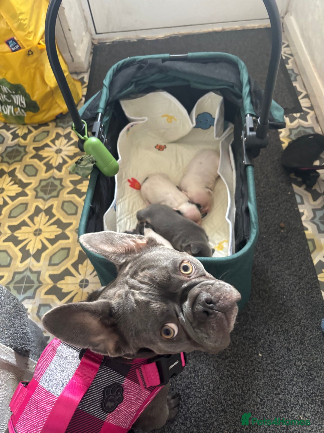 French Bulldog dogs for sale: Chunky French bulldog pups 4 girls  - Image 2