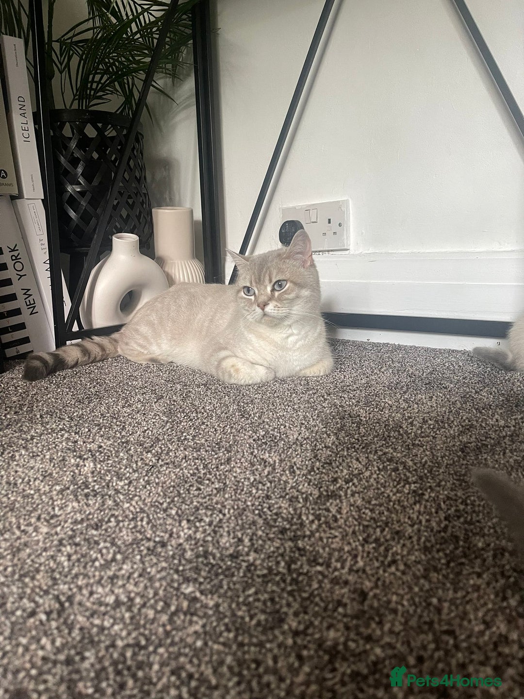 British Shorthair cats for sale: British Shorthair Colourpoint Kittens LAST GIRL - Image 8