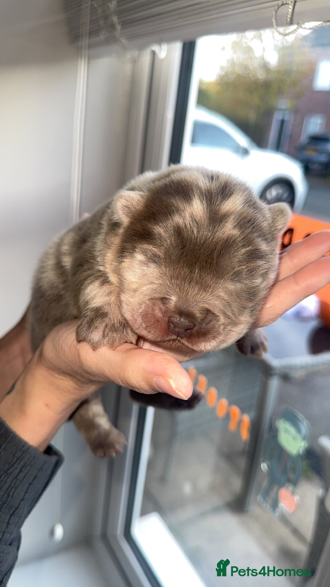 Chow Chow dogs for sale: Lilac Merle and lilac chow chow puppies for sale  - Image 3
