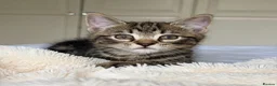 Mixed Breed cats for sale: Gorgeous home reared kittens  - Advert 13