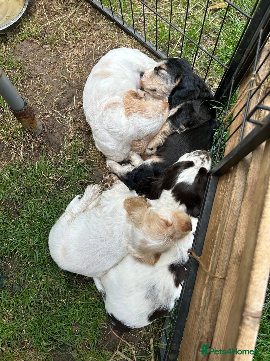 Cocker Spaniel dogs for sale: Gorgeous Cocker Spaniel Puppies - Image 17