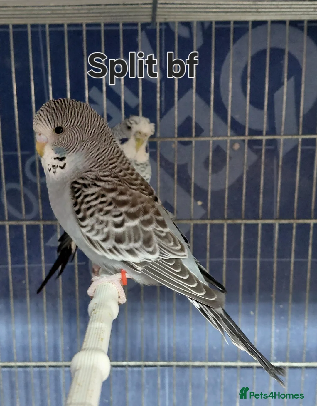 Budgerigars birds for sale: Rare Budgies - Advert 13