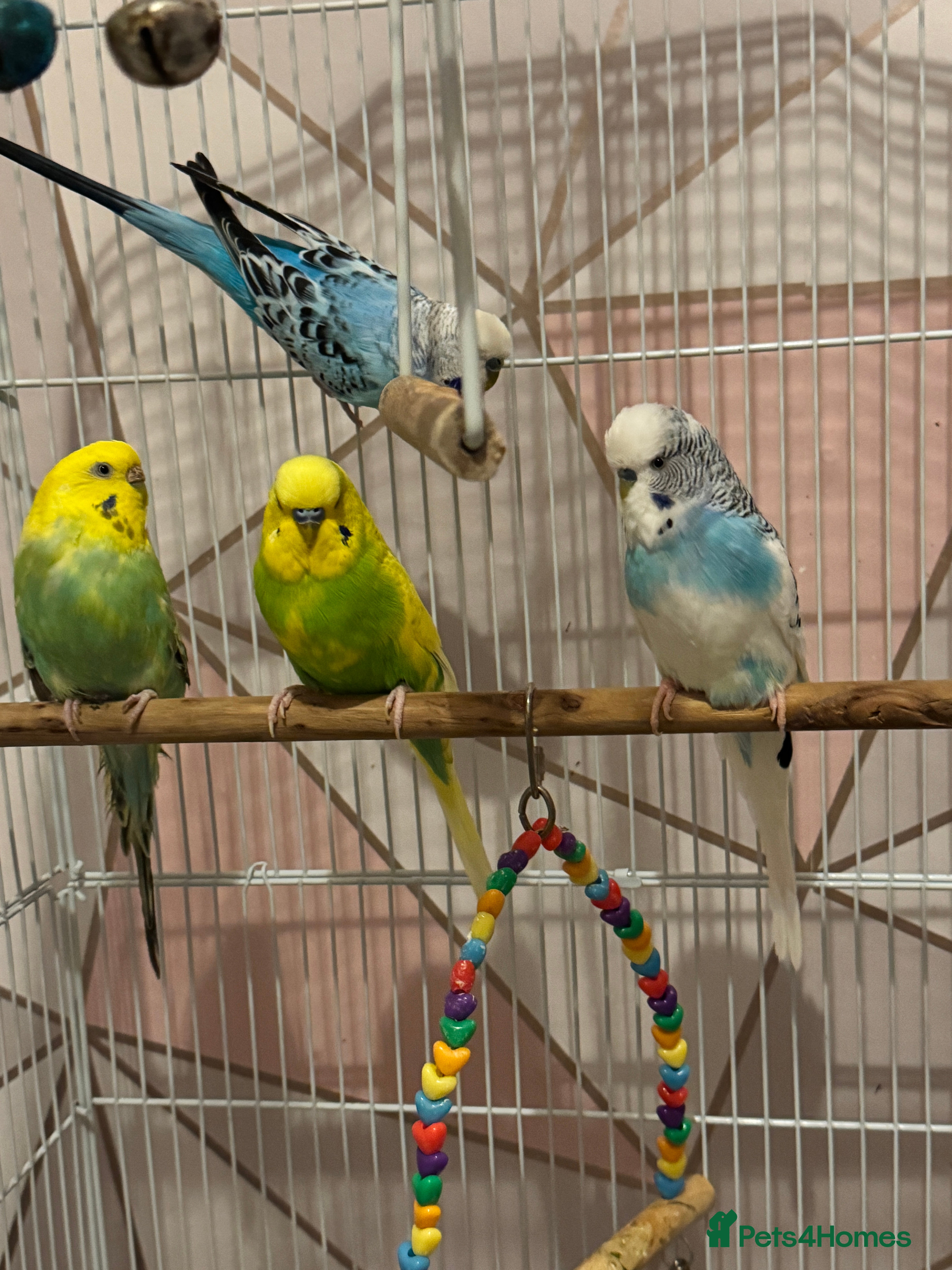 Budgerigars birds 4 Budgies for sale - Advert 18