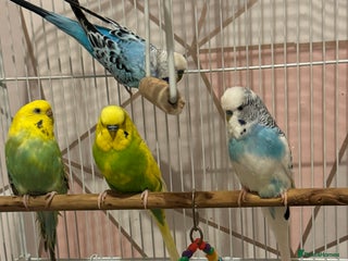 Budgerigars birds 4 Budgies for sale - Advert 1