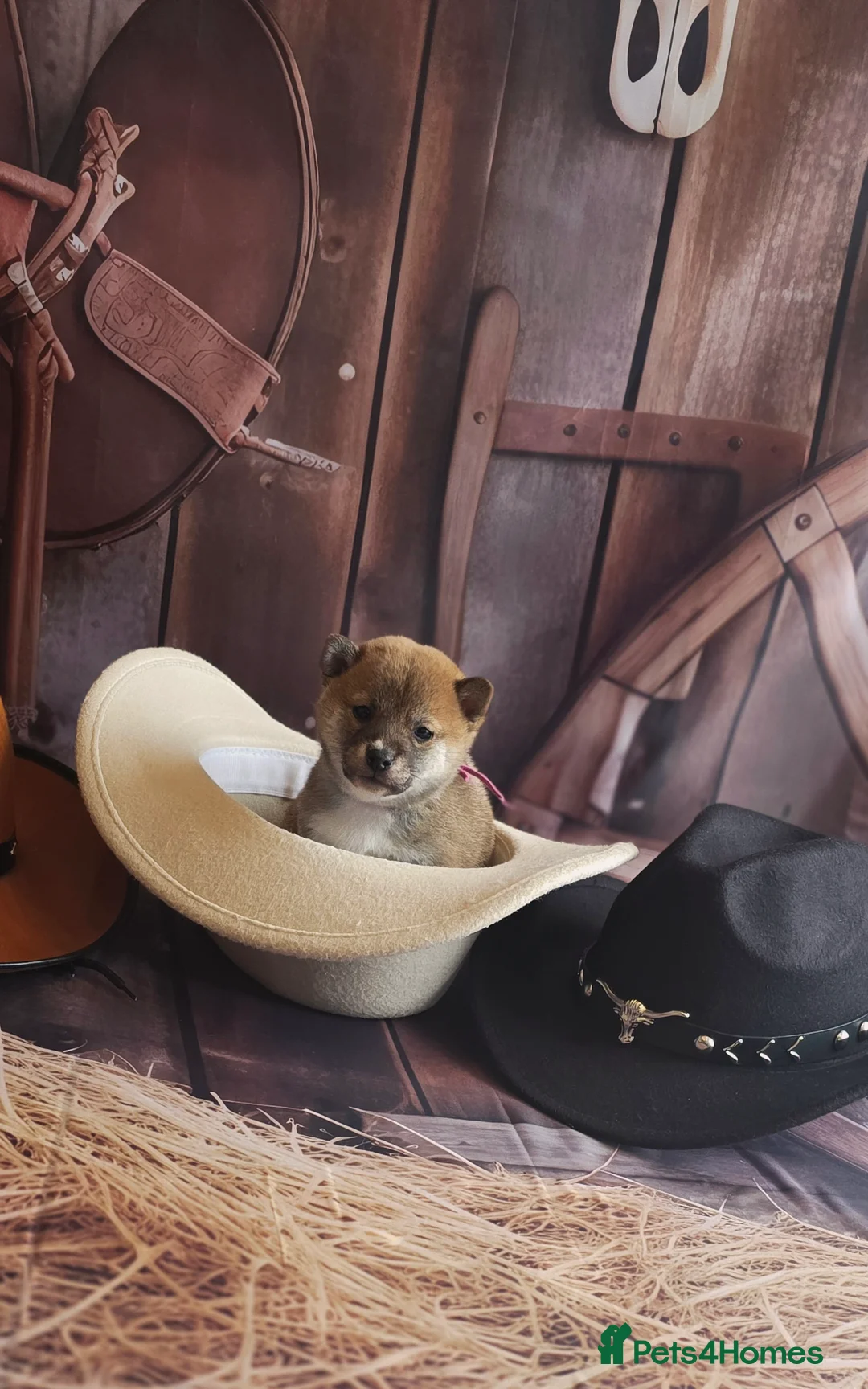 Japanese Shiba Inu dogs for sale: Outstanding Japanese Shiba Inu - Advert 23